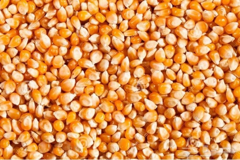 الذرة الصفراء
